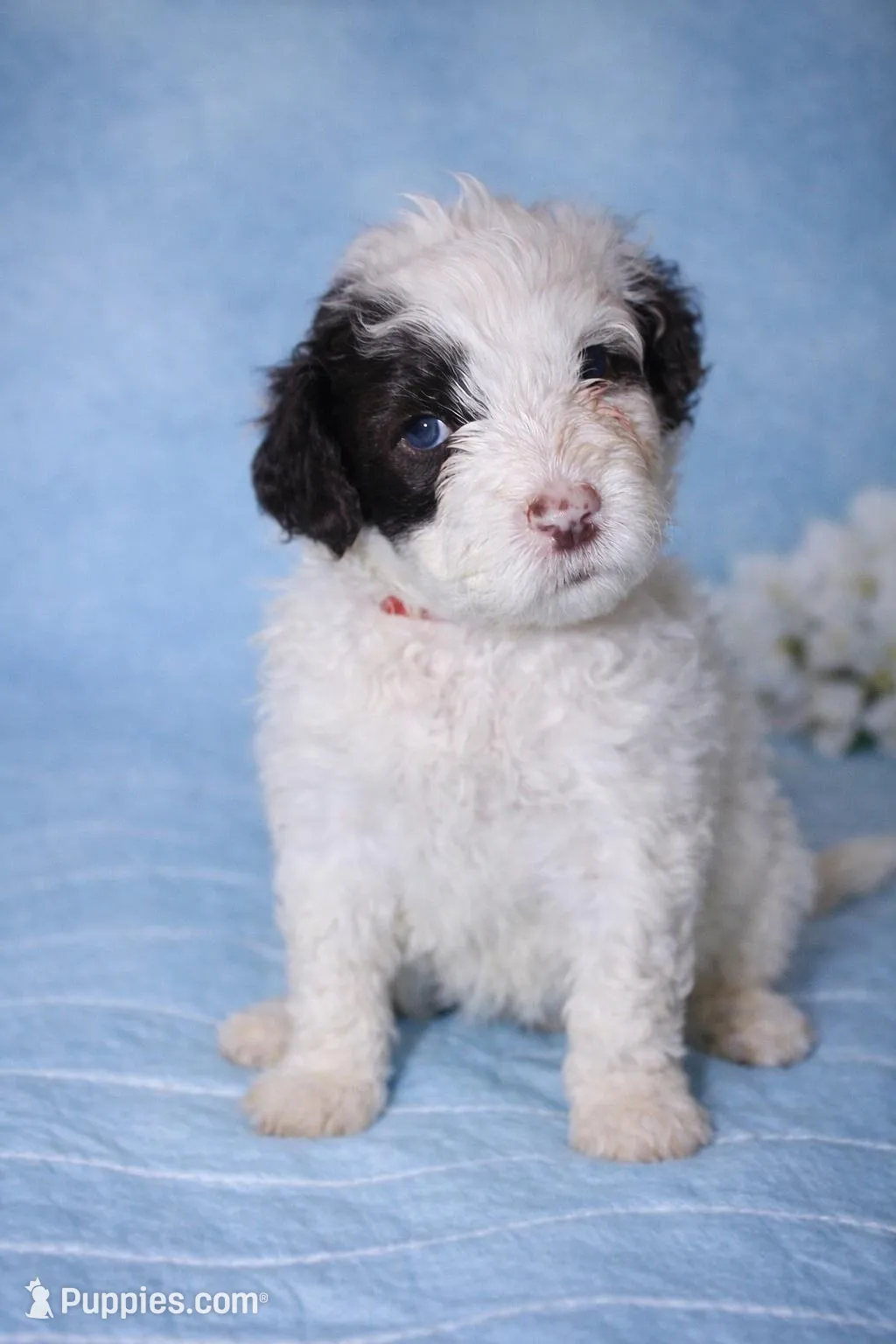 Samba, a female Portuguese Water Dog for sale in Leesburg, VA – 1 of 4