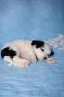 Bruno, a male Portuguese Water Dog for sale in Leesburg, VA – 5 of 5