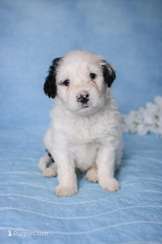 Bruno – Portuguese Water Dog puppy for sale in Leesburg, VA