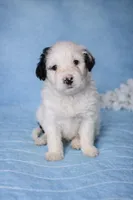 Bruno, a male Portuguese Water Dog for sale in Leesburg, VA – 1 of 5