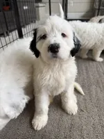 Bruno, a male Portuguese Water Dog for sale in Leesburg, VA – 2 of 5