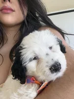 Bruno, a male Portuguese Water Dog for sale in Leesburg, VA – 3 of 5