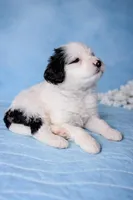 Bruno, a male Portuguese Water Dog for sale in Leesburg, VA – 4 of 5