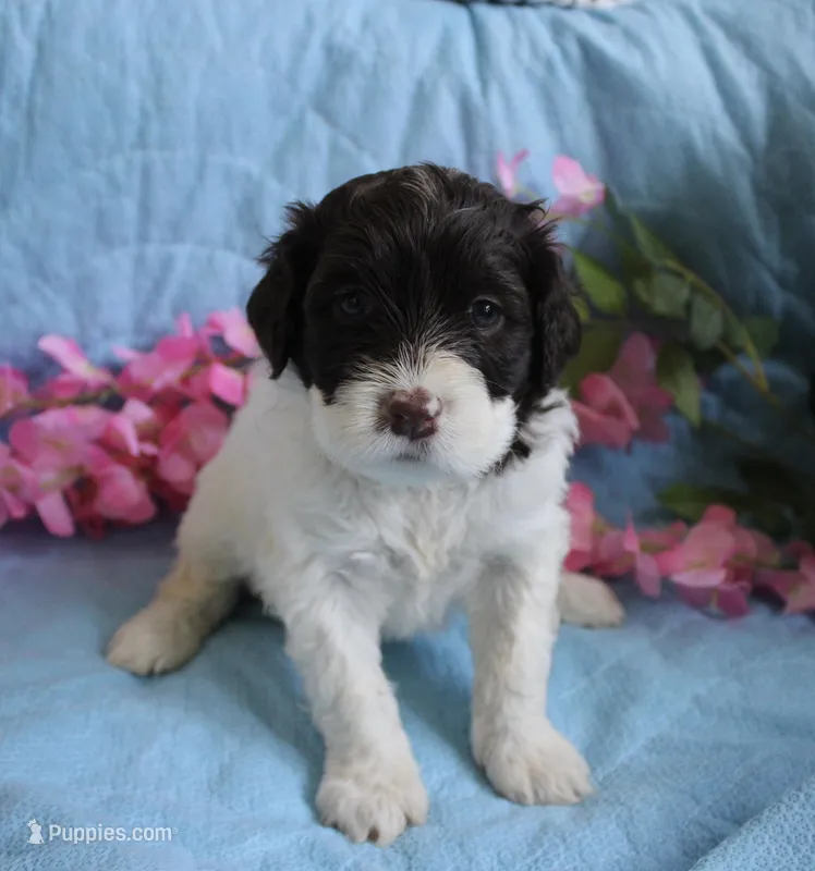 Amora – Portuguese Water Dog puppy for sale in Leesburg, VA