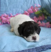 Amora, a female Portuguese Water Dog for sale in Leesburg, VA – 3 of 4