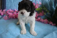 Amora, a female Portuguese Water Dog for sale in Leesburg, VA – 4 of 4