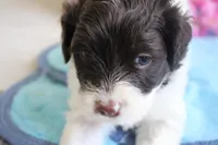 Amora, a female Portuguese Water Dog for sale in Leesburg, VA – 2 of 4
