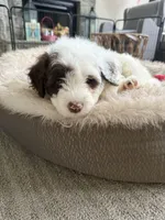 Samba, a female Portuguese Water Dog for sale in Leesburg, VA – 3 of 4