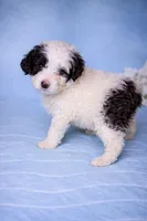 Samba, a female Portuguese Water Dog for sale in Leesburg, VA – 2 of 4