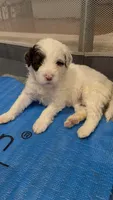 Samba, a female Portuguese Water Dog for sale in Leesburg, VA – 4 of 4