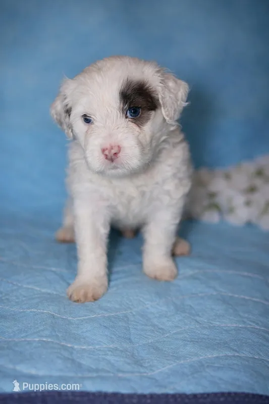 Río  – Portuguese Water Dog puppy for sale in Leesburg, VA