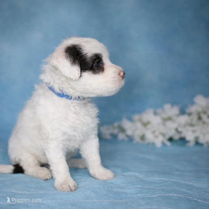 Río  – Portuguese Water Dog puppy for sale in Leesburg, VA