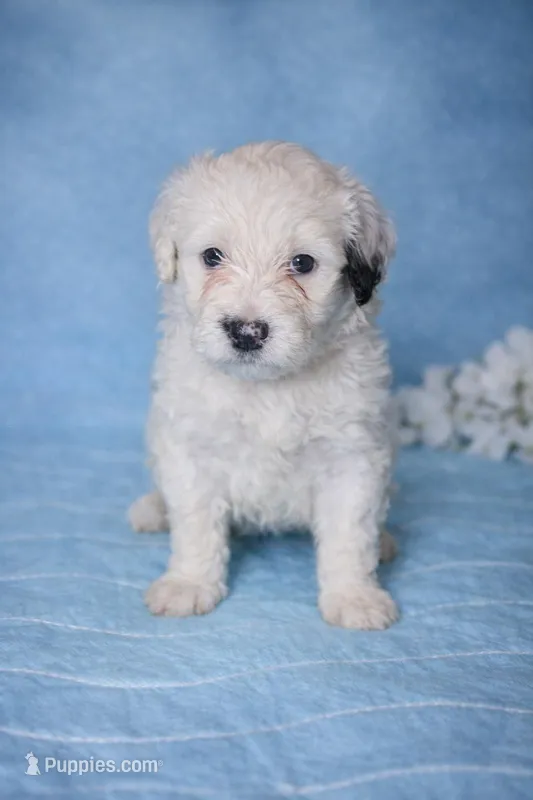 Perla – Portuguese Water Dog puppy for sale in Leesburg, VA