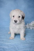 Perla, a female Portuguese Water Dog for sale in Leesburg, VA – 1 of 5