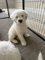Perla, a female Portuguese Water Dog for sale in Leesburg, VA – 4 of 5