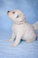 Perla, a female Portuguese Water Dog for sale in Leesburg, VA – 3 of 5