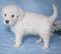 Perla, a female Portuguese Water Dog for sale in Leesburg, VA – 2 of 5