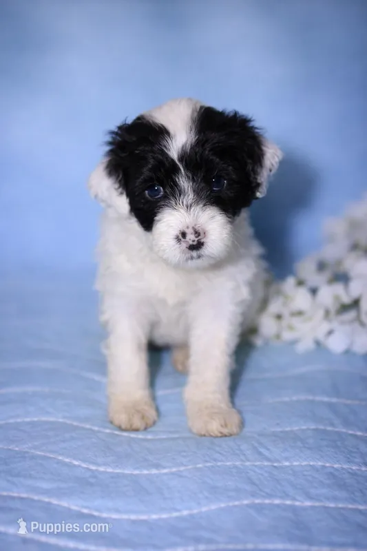 Dulce – Portuguese Water Dog puppy for sale in Leesburg, VA