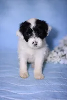 Dulce, a female Portuguese Water Dog for sale in Leesburg, VA – 1 of 3