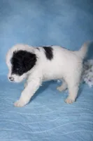 Toro, a male Portuguese Water Dog for sale in Leesburg, VA – 2 of 4