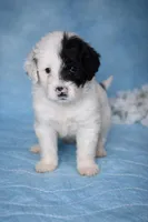 Toro, a male Portuguese Water Dog for sale in Leesburg, VA – 1 of 4