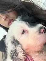 Toro, a male Portuguese Water Dog for sale in Leesburg, VA – 4 of 4