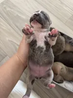 processed/83287ecb-e25d-4592-914c-a892bb2b2f79/listing/0e04b58b-f48f-4550-9c3d-0c489e526cc6/5f0354f9-e5a9-4cf5-b0da-571df70365fa