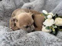 processed/83287ecb-e25d-4592-914c-a892bb2b2f79/listing/0e04b58b-f48f-4550-9c3d-0c489e526cc6/cfae5d4a-f1fe-47b9-8f05-ed928b1be749