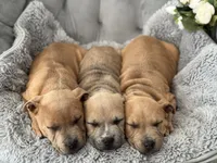 processed/83287ecb-e25d-4592-914c-a892bb2b2f79/listing/1c5c1903-f2c6-44fd-b568-125713560ef7/3fe41837-3873-4f70-8a70-577e5abdf72a