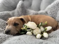 processed/83287ecb-e25d-4592-914c-a892bb2b2f79/listing/1c5c1903-f2c6-44fd-b568-125713560ef7/eba30de2-637b-4471-bdb0-50b1dac432db