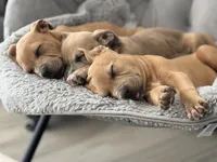 processed/83287ecb-e25d-4592-914c-a892bb2b2f79/listing/fcb00978-b969-4907-8ab0-f035207e3373/1949fc95-cfb6-4750-b5f9-a58bf18d5273