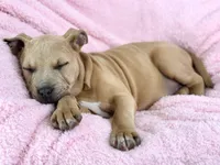 Daisy 🌸, a female American Pit Bull Terrier for sale in Brunswick, GA – Photo 1 of 7