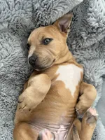 processed/83287ecb-e25d-4592-914c-a892bb2b2f79/listing/fcb00978-b969-4907-8ab0-f035207e3373/63319fad-1b37-4a72-b7e9-ea125a6d62fc