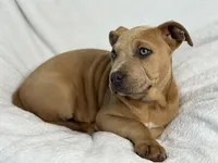 Daisy 🌸, a female American Pit Bull Terrier for sale in Brunswick, GA – Photo 4 of 7