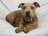 Daisy 🌸, a female American Pit Bull Terrier for sale in Brunswick, GA – Photo 5 of 7