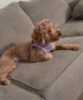 Mylee , a female Cavapoo and Cavalier King Charles Spaniel for sale in Middletown, CT – 4 of 4