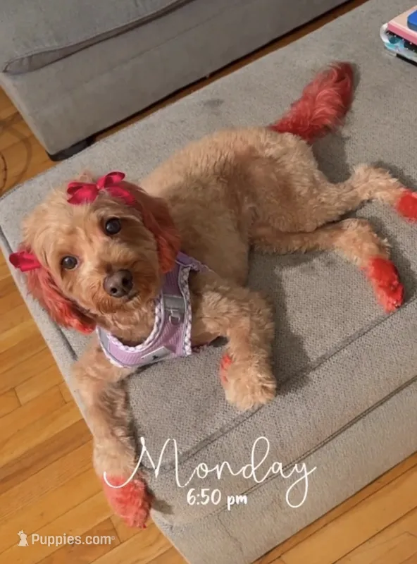 Mylee  – Cavapoo, Cavalier King Charles Spaniel puppy for sale in Middletown, CT