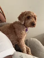 Mylee , a female Cavapoo and Cavalier King Charles Spaniel for sale in Middletown, CT – 3 of 4
