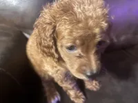 Lil Red, a female Cavapoo for sale in Holden, MO – 2 of 4