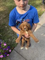 Black collar , a male Cavapoo and Bichpoo for sale in Holden, MO – 4 of 4