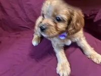 Little bit, a male Bichon Frise and Cavapoo for sale in Holden, MO – 2 of 6