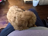 RednWhite, a male Cavapoo and Bichpoo for sale in Holden, MO – 8 of 10