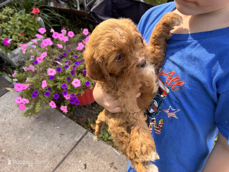 Black collar  – Cavapoo, Bichpoo puppy for sale in Holden, MO