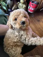 Curly Male, a male Cavapoo and Bichpoo for sale in Holden, MO – 2 of 5