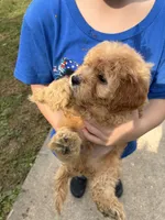 Tanner, a male Cavapoo for sale in Holden, MO – 3 of 5