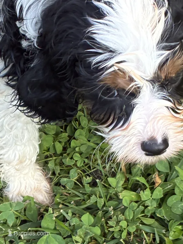 Snickers – Cavapoo puppy for sale in Holden, MO