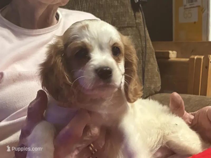 Patches – Cavapoo puppy for sale in Holden, MO