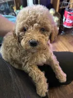 Curly Male, a male Cavapoo and Bichpoo for sale in Holden, MO – 1 of 5