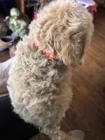 Curly Male, a male Cavapoo and Bichpoo for sale in Holden, MO – 3 of 5