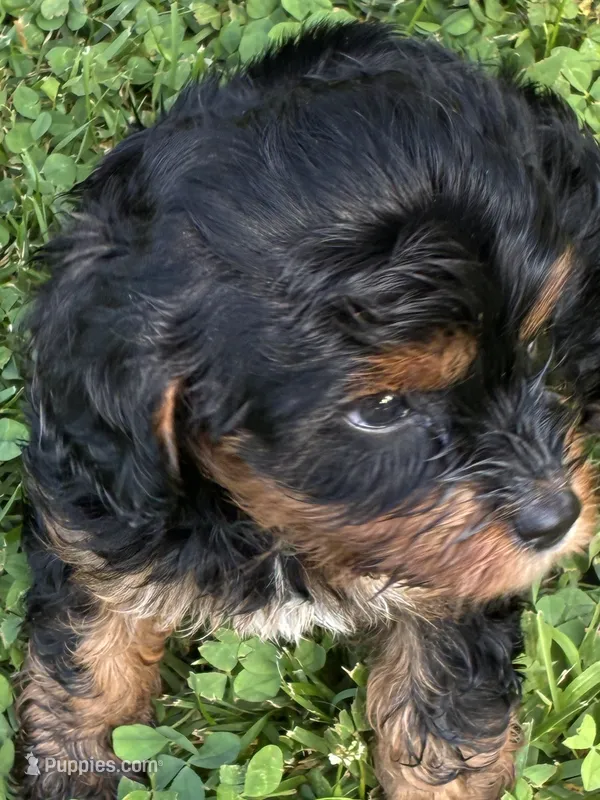 Caramel – Cavapoo puppy for sale in Holden, MO